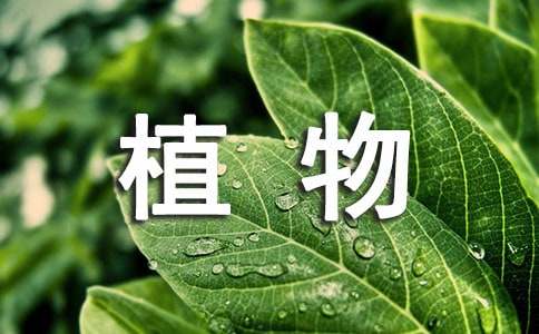 我喜爱的植物五年级作文