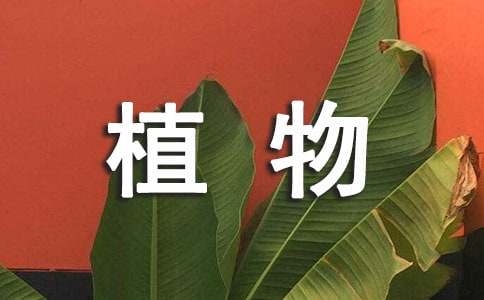 四年级观察植物作文