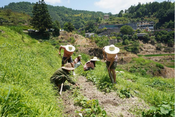 暑期“三下乡”：青春献基层 实践长才干